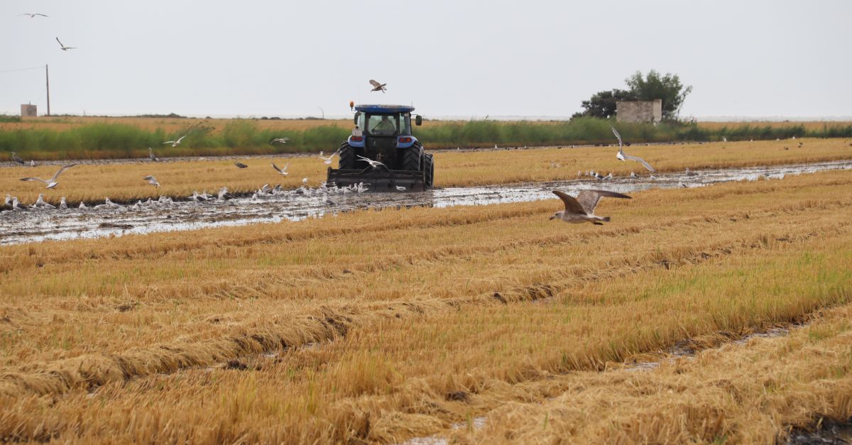 Les restriccions de reg han fet caure entre un 15%  i un 20% la producci darrs a lhemidelta dret
