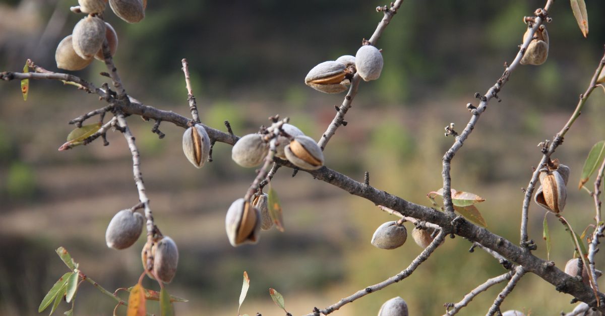 La FCAC estima que els sectors de la fruita i lametlla deixaran de facturar 423 MEUR per les gelades de labril