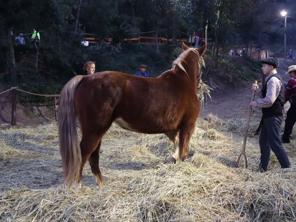 M�s de 6.000 persones han gaudit del 26� Pessebre dels Estels | EbreActiu.cat, revista digital d&rsquo;oci actiu | Terres de l&rsquo;Ebre ...