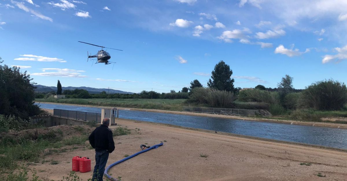 El Copate constata que l’inici dels tractament contra la mosca negra a principis d’any n’ha millorat l’efectivitat | EbreActiu.cat, revista digital d’oci actiu | Terres de l’Ebre ...