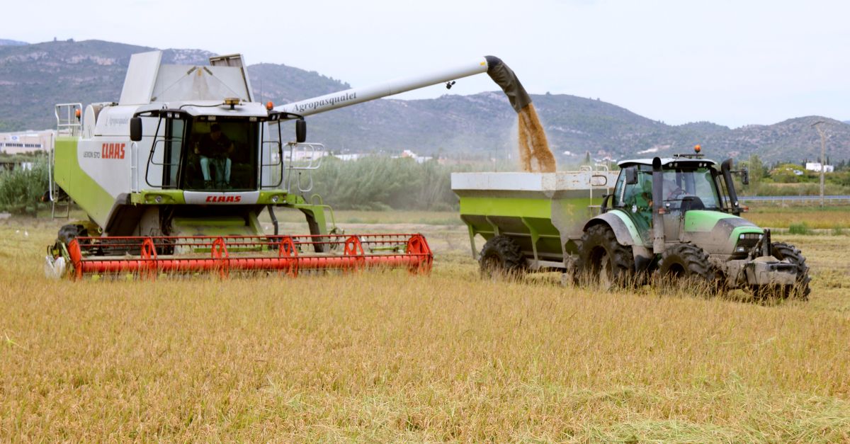 Lexcs de calor i dhumitat de lestiu rebaixa el rendiment de larrs i la producci pot caure un 10%