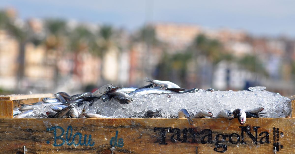 Les barques d’encerclament faran dos mesos i mig de veda | EbreActiu.cat, revista digital d’oci actiu | Terres de l’Ebre ...