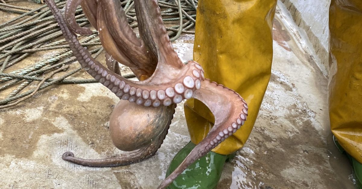 Els pescadors ebrencs fan la veda biolgica del pop roquer, la primera que saplica a lespcie al territori
