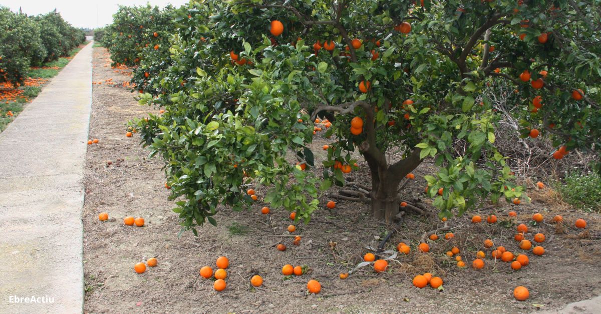 Les llevantades agreugen les prdues dels ctrics a lEbre en una campanya amb els costos de producci disparats