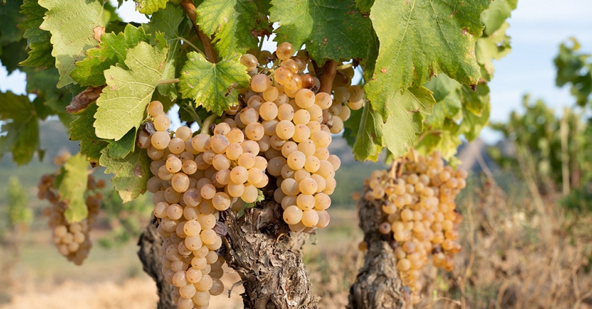 La DO Terra Alta inicia la verema amb bones expectatives de producci i qualitat | EbreActiu.cat, revista digital d’oci actiu | Terres de l’Ebre ...