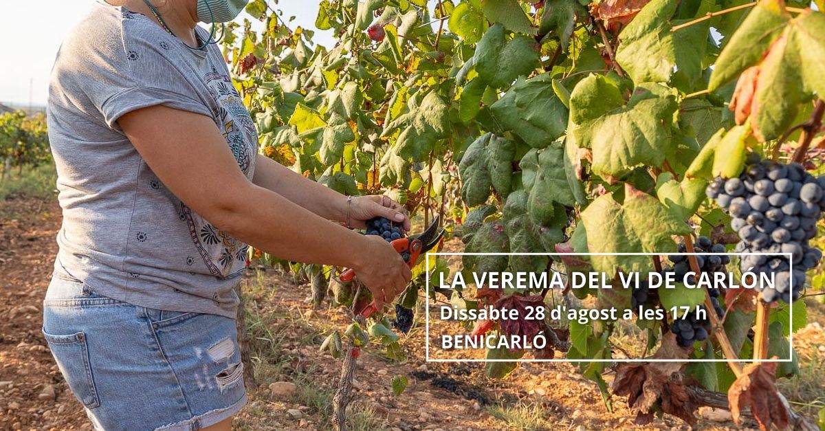 La vend�mia del vino de Carlon