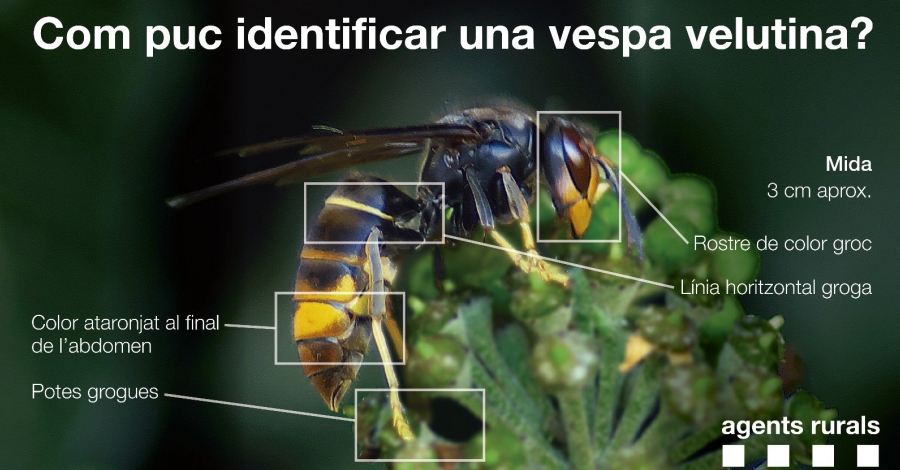 Com puc identificar una vespa velutina?