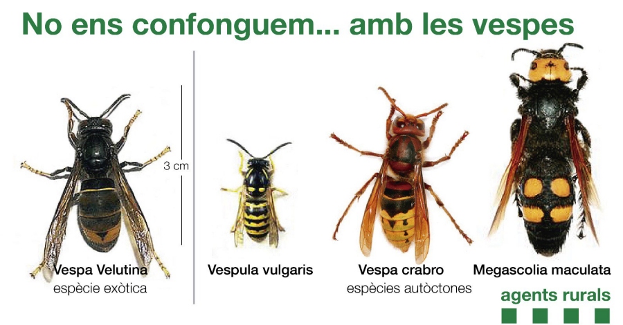 Com puc identificar una vespa velutina? | EbreActiu.cat, revista digital d&rsquo;oci actiu | Terres de l&rsquo;Ebre ...