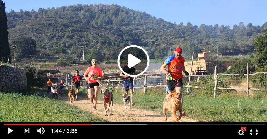 Vdeo del 6 Canicrs dAmposta 