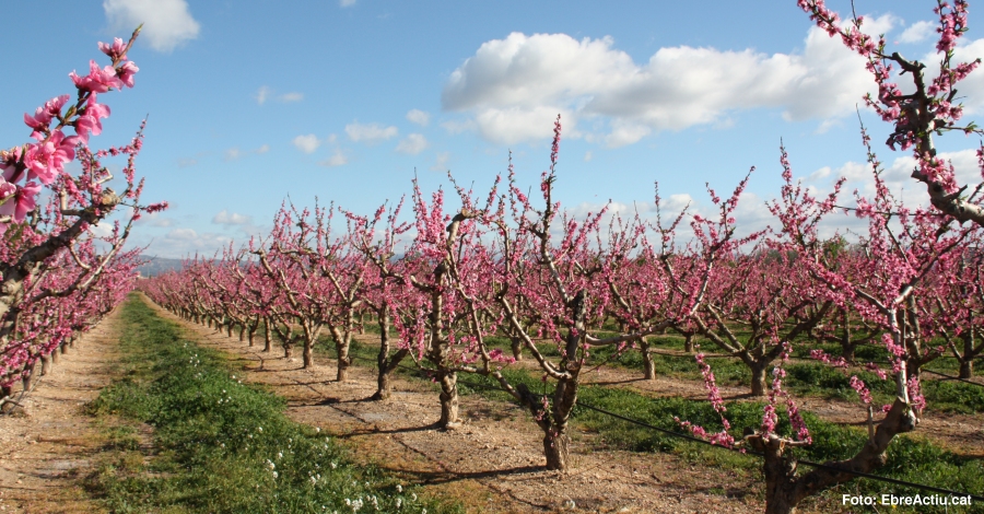 Vinebre enceta la temporada de floraci� amb una ruta a peu i un tast de vins rosats | EbreActiu.cat, revista digital d&rsquo;oci actiu | Terres de l&rsquo;Ebre ...