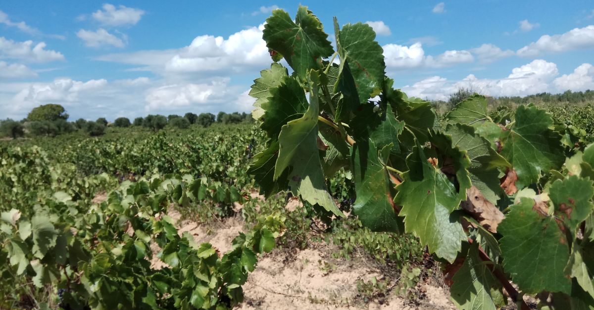 LINCAVI invertir 7 MEUR en una vintena de projectes per adaptar la viticultura al canvi climtic
