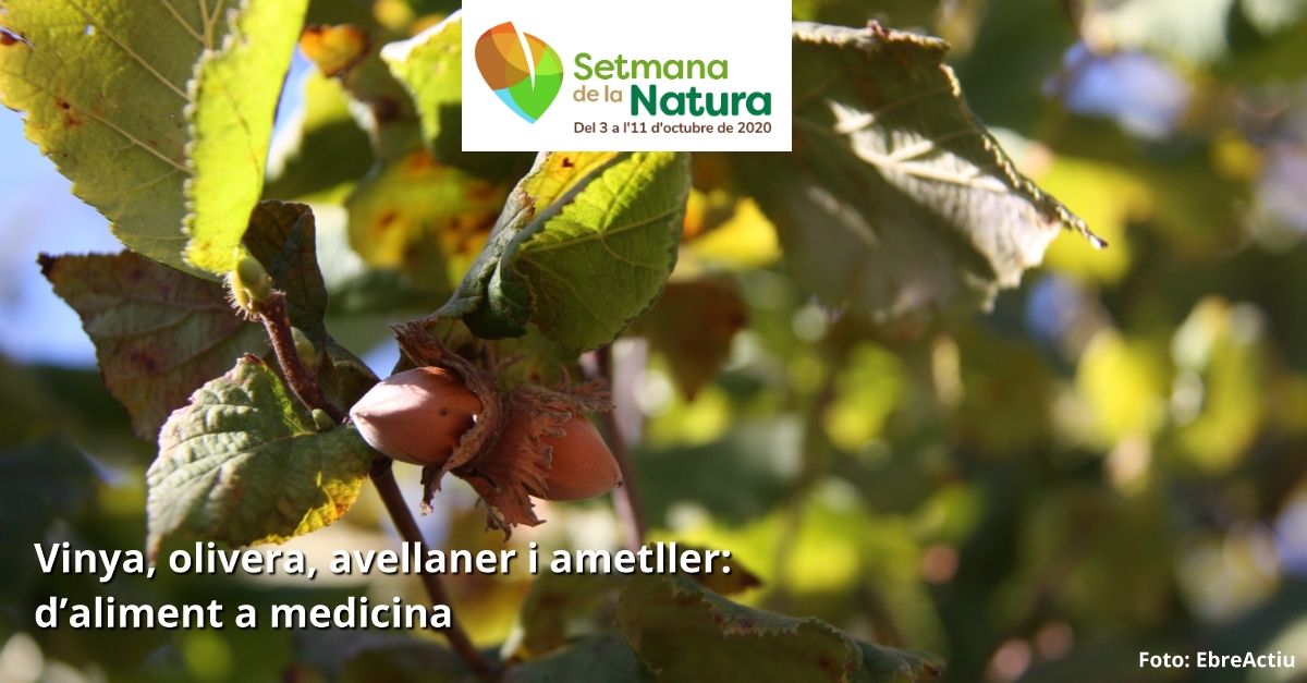 Etnobot�nica: Vinya, olivera, avellaner i ametler: d�aliment a medicina