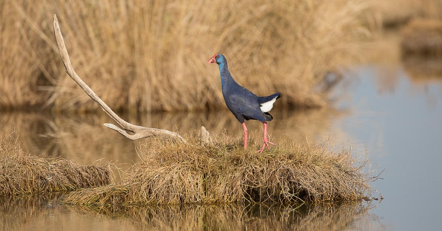 Visita a l�Alfacada + anellament cient�fic