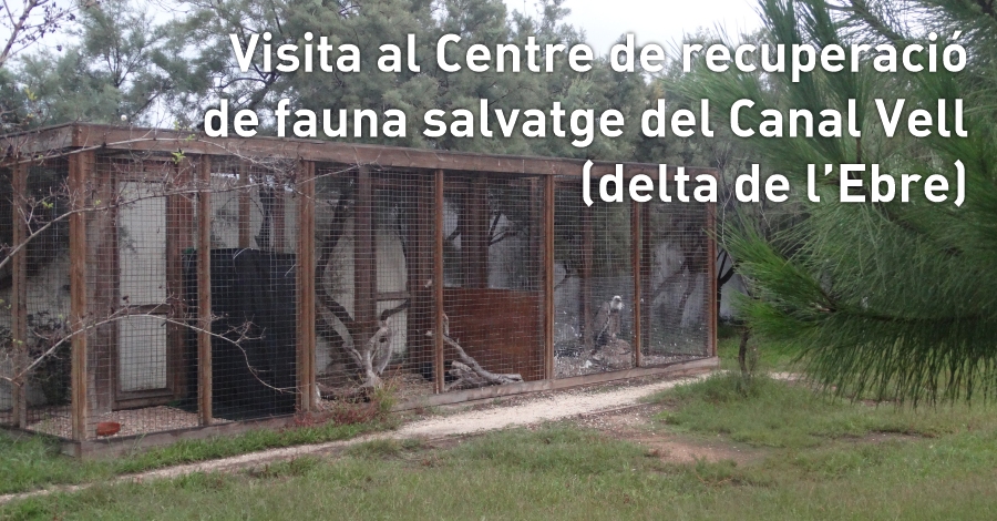 Visita al Centre de recuperaci de fauna salvatge del Canal Vell (delta de l’Ebre)
