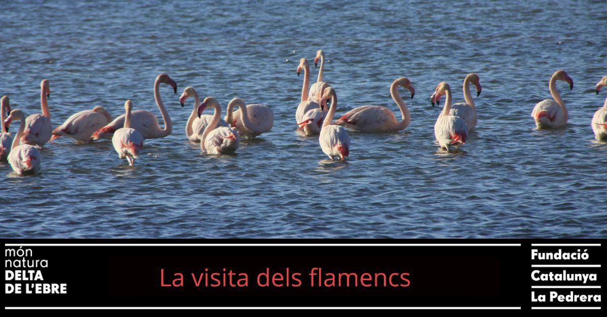 MonNatura Delta: La visita de los flamencos