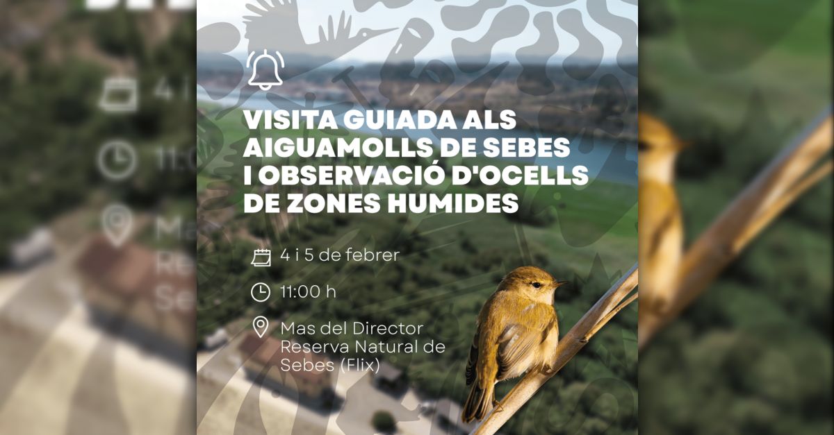 Visita guiada als aiguamolls de Sebes i observació d’ocells de zones humides Visita guiada als aiguamolls de Sebes i observació d’ocells de zones humides