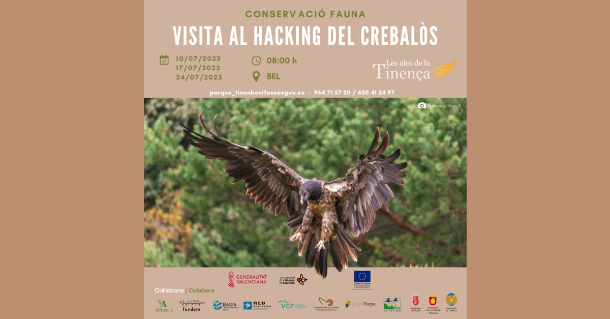Observació del niu del trencalòs Observació del niu del trencalòs