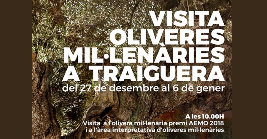 Visita oliveres mil·lenàries a Traiguera Visita oliveres mil·lenàries a Traiguera
