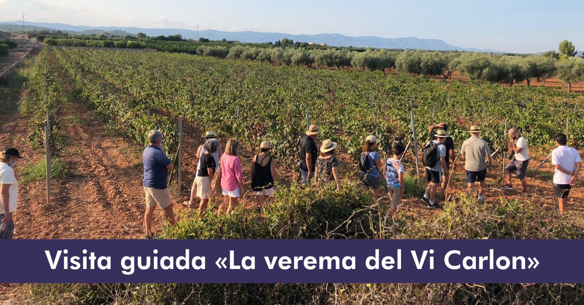 Visita guiada «La vendímia del Vino Carlon» Visita guiada «La vendímia del Vino Carlon»