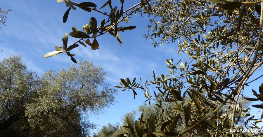 Les oliveres millenries duna finca privada de Santa Brbara seran visitables