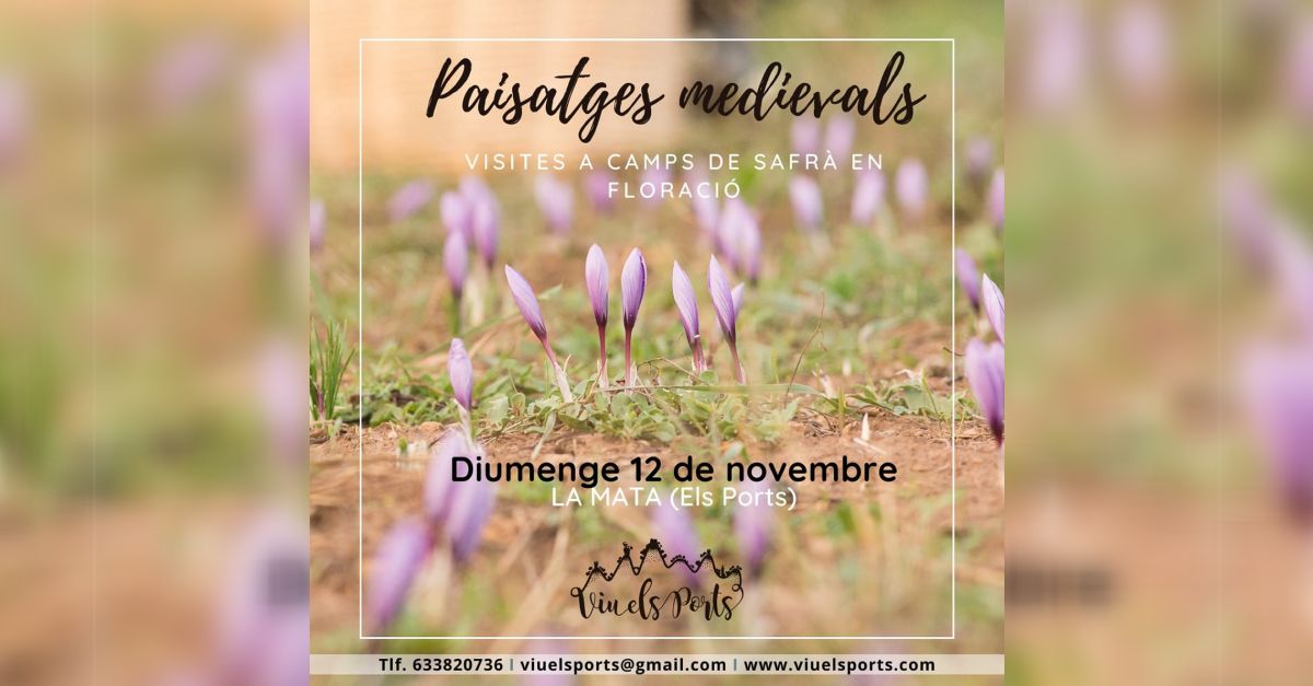 Visitas a los campos de azafr�n en floraci�n