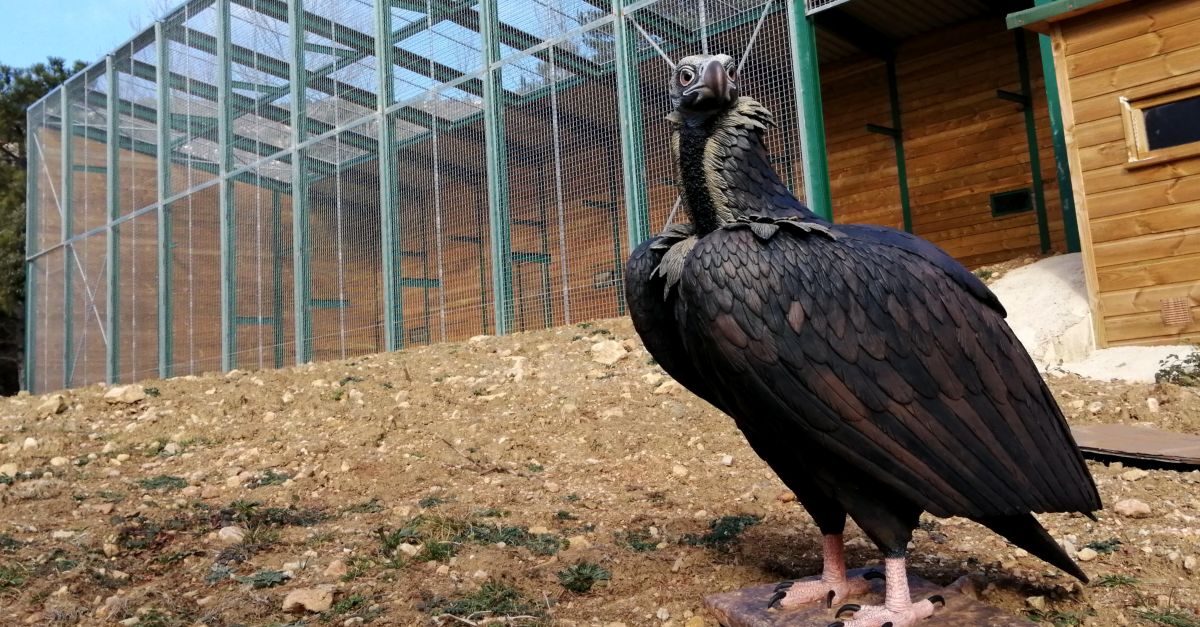 El parc natural dels Ports rebr exemplars de voltor negre a final d’any per completar el retorn d’espcies necrfagues | EbreActiu.cat, revista digital d’oci actiu | Terres de l’Ebre ...