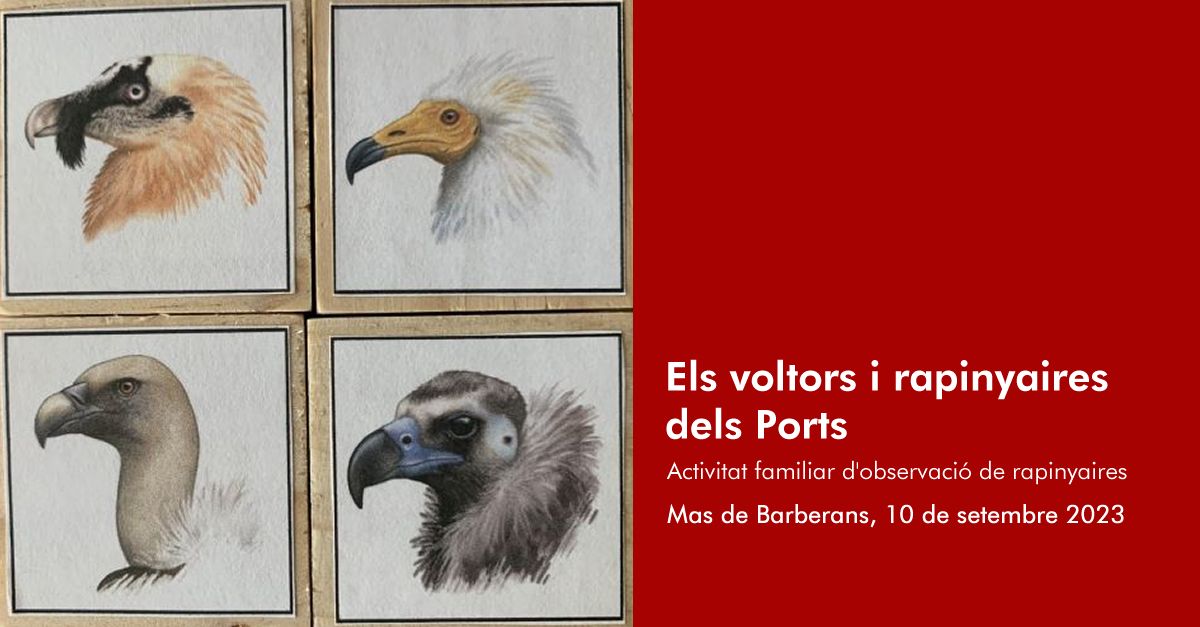 Els voltors i rapinyaires dels Ports Els voltors i rapinyaires dels Ports
