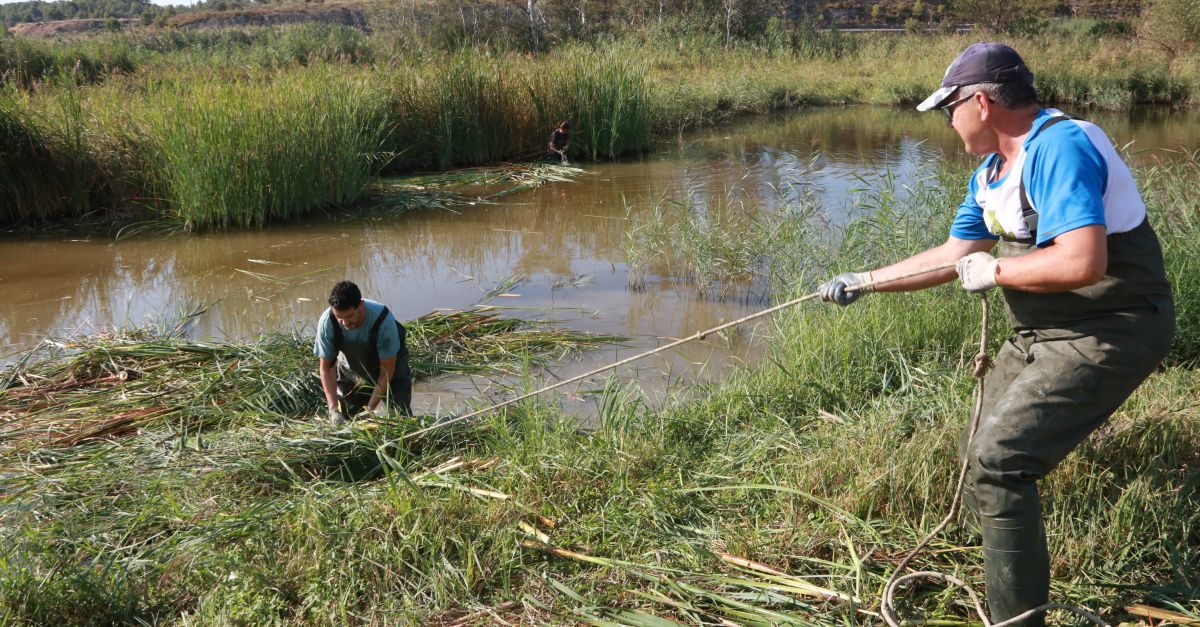 Netegen una de les llacunes de la reserva natural de Sebes de Flix per propiciar la biodiversitat de la zona