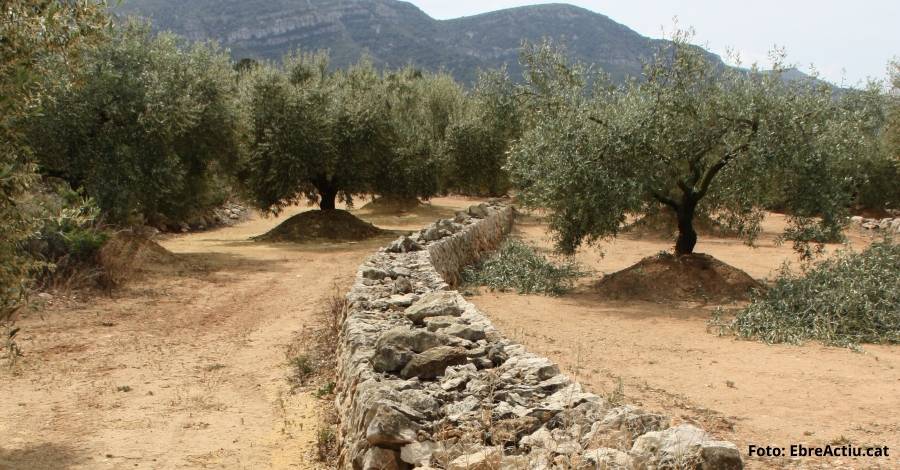 Charla: El cultivo hsit�rico del olivo