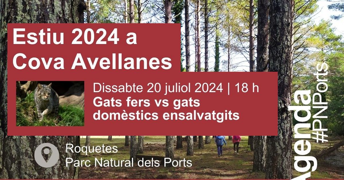 Xerrada: Gats fers vs gats domèstics ensalvatgits Xerrada: Gats fers vs gats domèstics ensalvatgits