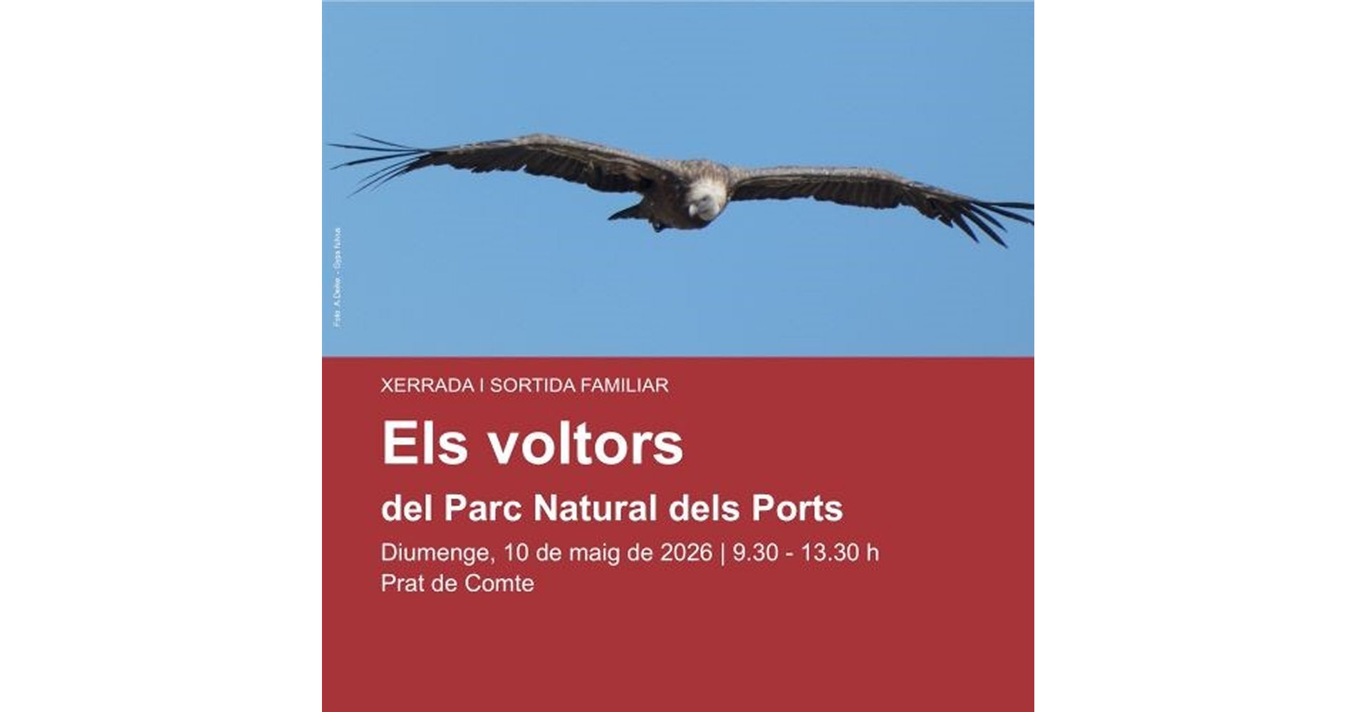 Charla y salida familiar �Los buitres del Parque Natural dels Ports�