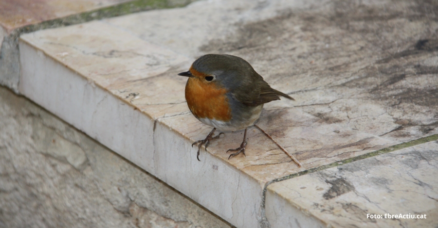 Xerrada: «pardals, muixons i ocells; tot és el mateix» Xerrada: «pardals, muixons i ocells; tot és el mateix»