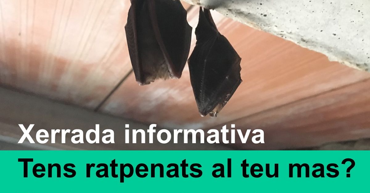 Charlainformativa: �Tienes murci�lagos en tu mas�a?
