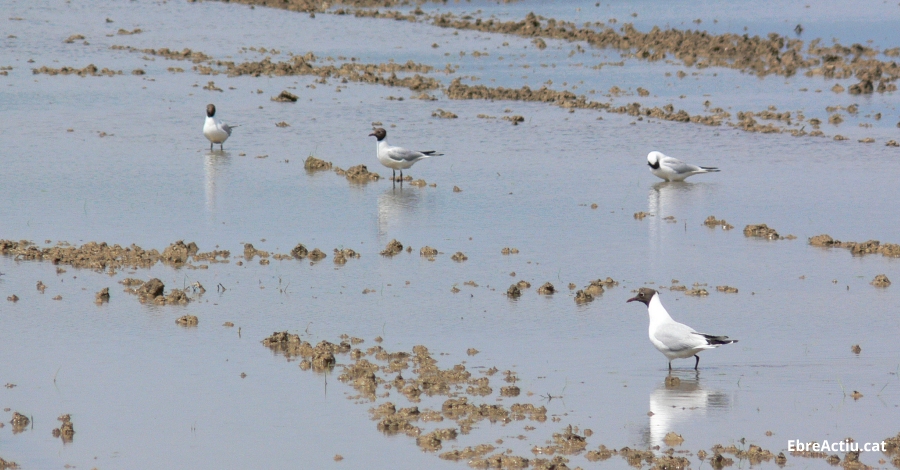 Disminueix la poblaci� hivernal d&rsquo;ocells aqu�tics al Parc Natural del Delta de l&rsquo;Ebre | EbreActiu.cat, revista digital d&rsquo;oci actiu | Terres de l&rsquo;Ebre ...